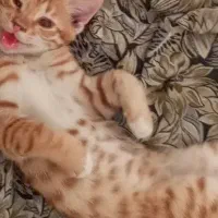 واگذاری گربه رایگان مهربون وبقلی|گربه|تهران, افسریه شمالی|دیوار