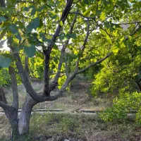 باغچه-600-متری-در-بهترین-کوچه-باغ-فاروق