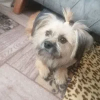 واگذاری سگ|سگ|شیراز, کفترک|دیوار