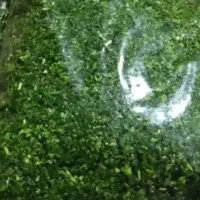 قرمه سبزی ۶۰کیلوی|خوردنی و آشامیدنی|قرچک, محمد آباد|دیوار