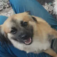 سگ گم شده مژدگانی عالی|حیوانات|خمینی‌شهر, |دیوار