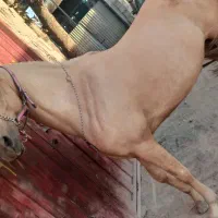 اسب مادیون|اسب و تجهیزات اسب‌سواری|خمینی‌شهر, |دیوار