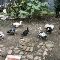 اردک اسراییلی