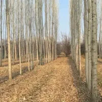 صنوبر اصل|خدمات باغبانی و درختکاری|کاشان, عربها|دیوار