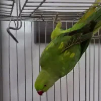 طوطی ملنگو  ابلق دو رنگ ۷ ماهه