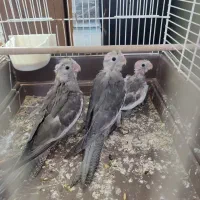 جوجه عروس هلندی نر و ماده وایت فیس یک ماهه|پرنده|مشهد, یاس|دیوار
