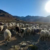 گوسفند داشتی غوچ تخمی بز و نری برا داشت  جوان