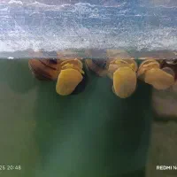 حلزون سیبی برای آب شیرین|ماهی|سرخنکلاته, |دیوار