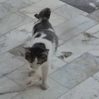 گربه dsh|گربه|رباط‌کریم, رباط‌کریم|دیوار