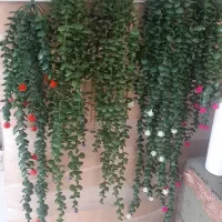 چربی زدا|مواد شوینده و دستمال کاغذی|زابل, |دیوار