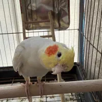 عروس هلندی