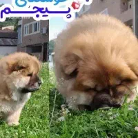 واگذاری چاو چاو ماده