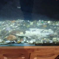 ماهی|ماهی|قروه, |دیوار