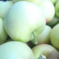 سیب آبدار از  زشک