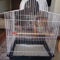 فروش فقس