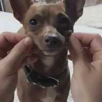 دوبر من مینیاتوری