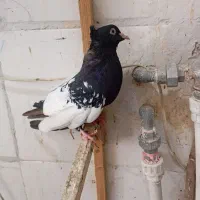 سه جفت جوجه سینه سیاه چهار پره و دو نره|پرنده|مرودشت, ابوذر شمالی|دیوار