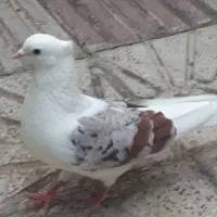 کبوتر خوشونه