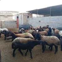 15راس گوسفند افشار بره دارجوان