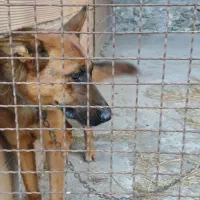 واگذاری سگ نگهبان|سگ|نوکنده, |دیوار