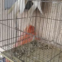 عروس هلندی دوسر لوتینو مولد تضمینی|پرنده|بجنورد, |دیوار