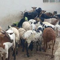 کهر گیسه بز خود بندرعباس با قصابی رایگان|حیوانات مزرعه|بندرعباس, |دیوار
