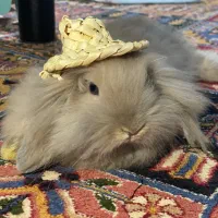 خرگوش ترکیش|موش و خرگوش|قم, چهل اختران|دیوار