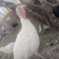 بوقلمون