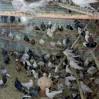 کبوترجدیدرسید(لالجین)