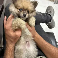 سگ نژاد پامر خرسی تاینی