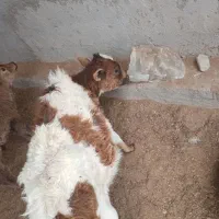 گوساله نر محلی