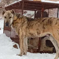 سگ افغان|سگ|قره ضیاالدین, |دیوار