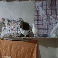 کفتر|پرنده|رامیان, |دیوار