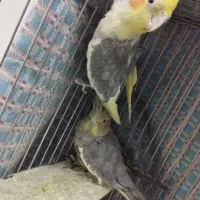 عروس هلندی نر و ماده|پرنده|قیدار, |دیوار