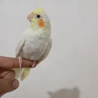 عروس هلندی|پرنده|گناباد, |دیوار