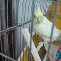 فروش عروس هلندی