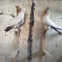 دمبی|پرنده|شیراز, پودنک|دیوار