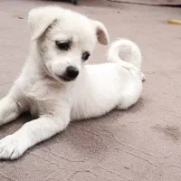 توله پاپی اشپیتز معاوضه