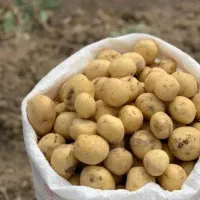 بذر سیب زمینی سانته مدل 1403