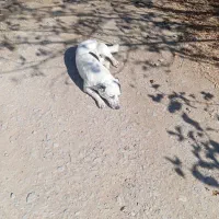 سگ پاکوتاه خوب