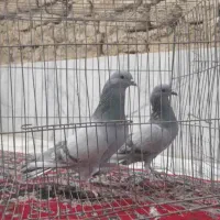 کله ای سبز چشم سیاه|پرنده|سراوان, |دیوار