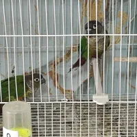 پرنده. طوطی. گرینیچیک. گرینچیک ماده