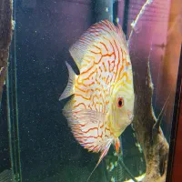 ۴ عدد ماهی دیسکس گرید AA