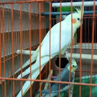 یک جفت عروس سخنگو با همه لوازم