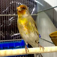 سهره قناری سیره