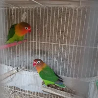 طوطی کوتوله برزیلی