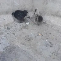 جوجه تزینی|حیوانات مزرعه|مشهد, مهدی آباد|دیوار