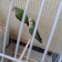 طوطی برزیلی