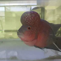 ماهی فلاور گرید AA