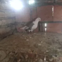 کبوتر|پرنده|بهارستان, |دیوار